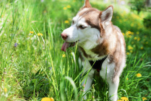 Hund der Gras frisst