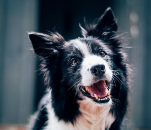 Hundejahre in Menschenjahre