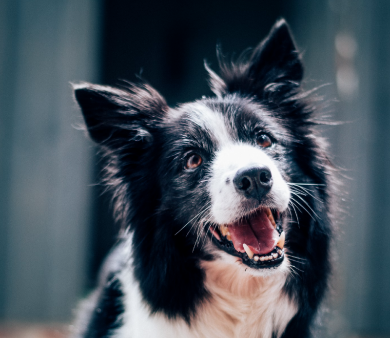 Hundejahre in Menschenjahre