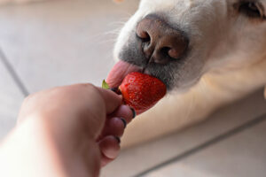Hund ist eine Erdbeere